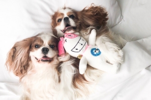 รพส.ทองหล่อ มอบ 2 บริการรับปีใหม่ ด้วย Petsurance ประกันสุดคุ้ม และบริการฝากเลี้ยงสุดพิเศษ